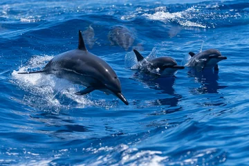 Möbelaufkleber dolphin © Earth theater