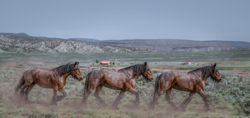 Great American Horse Drive Colorado. Ranch horses being herded to summer pasture.