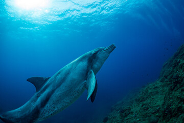 Fototapeta premium 【イルカ】小笠原諸島