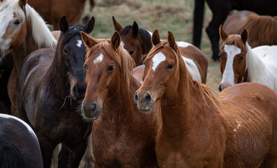 Great American Horse Drive Colorado. Ranch horses being herded to summer pasture.