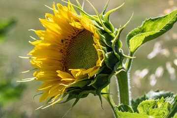 sunflower in the field