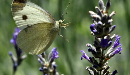 Zitronenfalter auf blühendem Lavendel