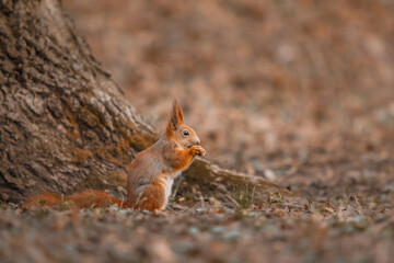 Curious beautiful and cute Eurasian red squirrel (Sciurus vulgaris) in the forest