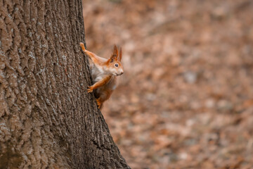 Curious beautiful and cute Eurasian red squirrel (Sciurus vulgaris) in the forest