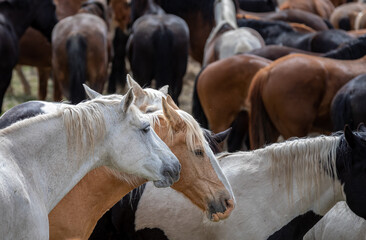 Great American Horse Drive Colorado. Ranch horses being herded to summer pasture.