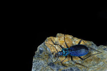 Carabus