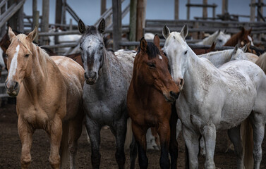 Naklejka premium Great American Horse Drive Colorado. Ranch horses being herded to summer pasture.
