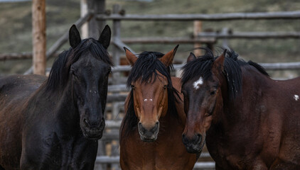 Great American Horse Drive Colorado. Ranch horses being herded to summer pasture.