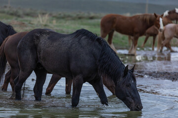 Great American Horse Drive Colorado. Ranch horses being herded to summer pasture.