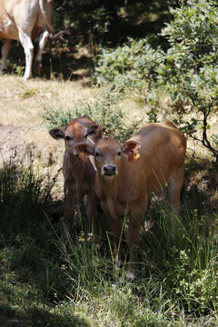 terneros de vaca libres en el campo