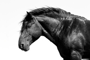 Fototapeta na wymiar Beautiful black horse. Black nad white photo of posing strong and noble animal.