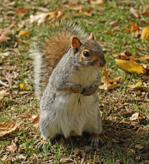 Fototapeta premium Eastern gray squirrel in Central Park in picturesque Indian summer, New York City