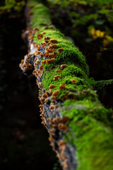 moss on tree