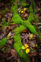 moss on the tree