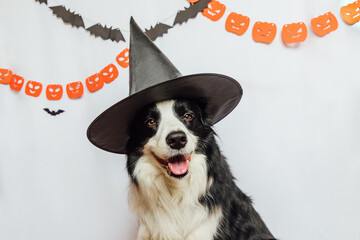 Trick or Treat concept. Funny puppy dog border collie dressed in halloween hat witch costume scary...