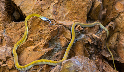 Golden Tree Snake eating Frog at Amelia Gorge in the Kimberley, Western Australia