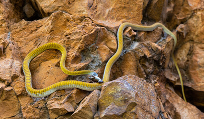Golden Tree Snake eating Frog at Amelia Gorge in the Kimberley, Western Australia