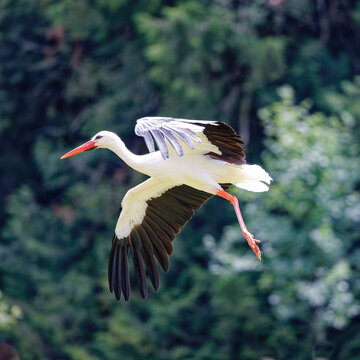 Cigogne en vol qui est en train d'atterir dans le parc animalier de Branf&eacute;r&eacute; dans le Morbihan en Bretagne