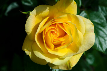 Yellow rose flower as close up