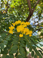 sunflower in the garden