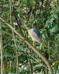 great blue heron