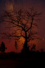 Tree at Night, Astro Photography