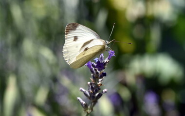 Zitronenfalter auf blühendem Lavendel