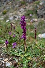Early purple orchid (Orchis mascula)