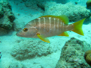 Naklejka premium Schnapper