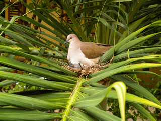 Taube auf dem Nest © Wolfgang