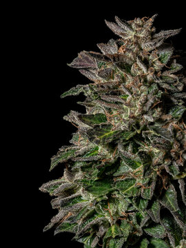 GSC Platinum 