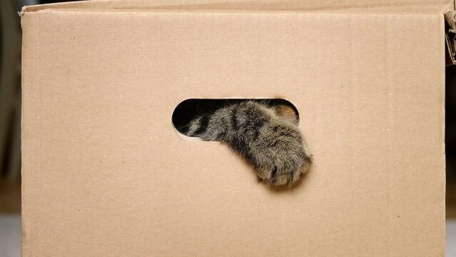 Fluffy paws of a cat in the slit of a cardboard box. Cat looks out the slit paper box. A naughty Kitten looks through a hole in a box.	

