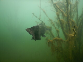 silurus glanis european wels catfish fish in a submerged tree orchard on the bottom of a lake Most...