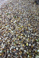 evocative image of a carpet of dry leaves
