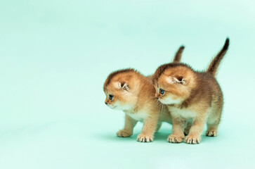 Golden Chinchilla Persian kitten. Small playful domestic kittens on a delicate blue background. The concept of pets