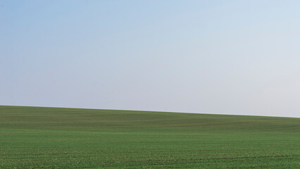 Green field with blue sky as background.