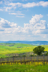 Fototapeta na wymiar Tuscany, Italy. Scenic rolling hills landscape with vineyard and blooming rape flowers covering meadows under beautiful sky.
