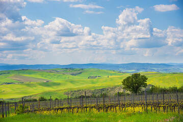 Fototapeta na wymiar Tuscany, Italy. Val d'Orcia scenic rolling hills landscape with vineyard and blooming rape flowers covering meadows under beautiful sky.