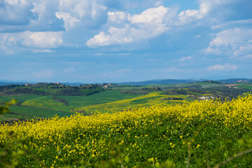 Tuscany, Italy. Tuscan scenic rollings hills landscape panorama with blossoming rapeseed flowers  and beautiful cloudscape in sunny day.