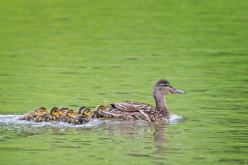 Group of 10 cute new born Mallard ducklings swimming close together on lake with mother mallard