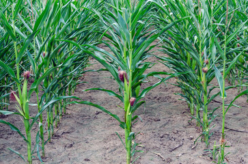 Young maize or indian corn growing in a field.
