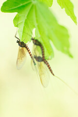 mayfly