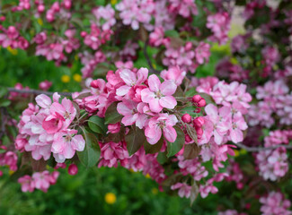 Blooming apple tree in the city park. Pink buds of a blooming apple tree close-up. Spring flowers. Cherry blossoms close-up, selective focus. Sakura petals.