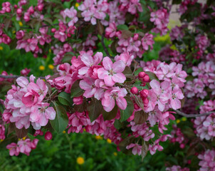 Blooming apple tree in the city park. Pink buds of a blooming apple tree close-up. Spring flowers. Cherry blossoms close-up, selective focus. Sakura petals.