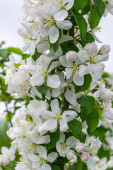 Obraz premium white blooming apple tree branch