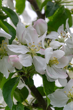 white blooming apple tree branch