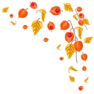 Background from fesalis sprigs with berries. Image of autumn plant.