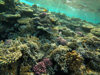 Fototapeta na wymiar Underwater scene with coral reef in the Red Sea