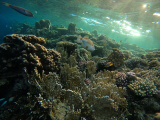 Underwater scene with coral reef in the Red Sea