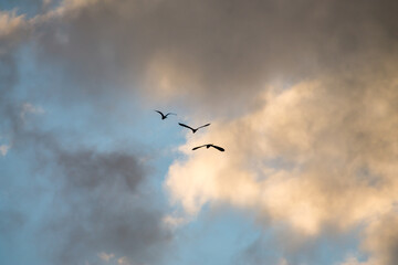 Naklejka na ściany i meble Aves volando para buscar refugio al final del día